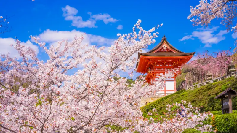 Kiyomizu-dera Temple surrounded by full-bloom cherry blossoms in Kyoto.