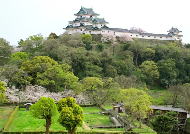 Historic Wakayama Castle surrounded by cherry blossoms and lush gardens in spring.