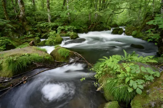 The serene Oirase Gorge, featuring a clear stream and vibrant autumn colors.
