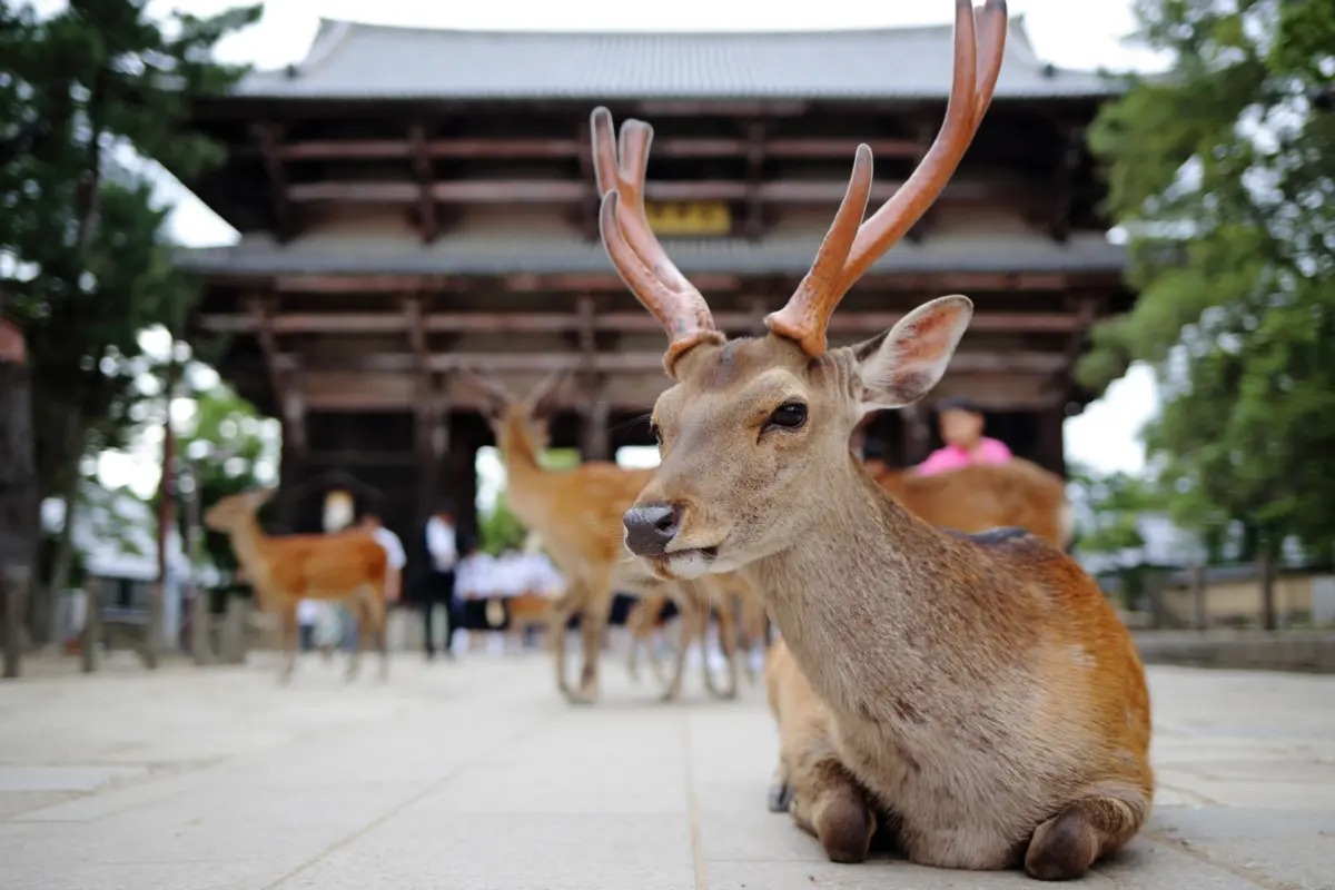  The Great Buddha Hall at Todai-ji Temple in Nara.