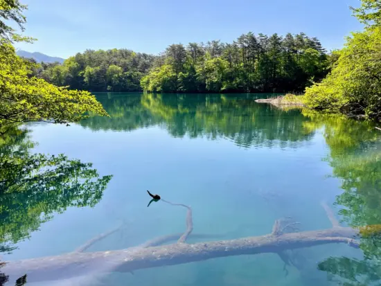 The colorful Goshikinuma Ponds, surrounded by lush greenery and scenic trails.