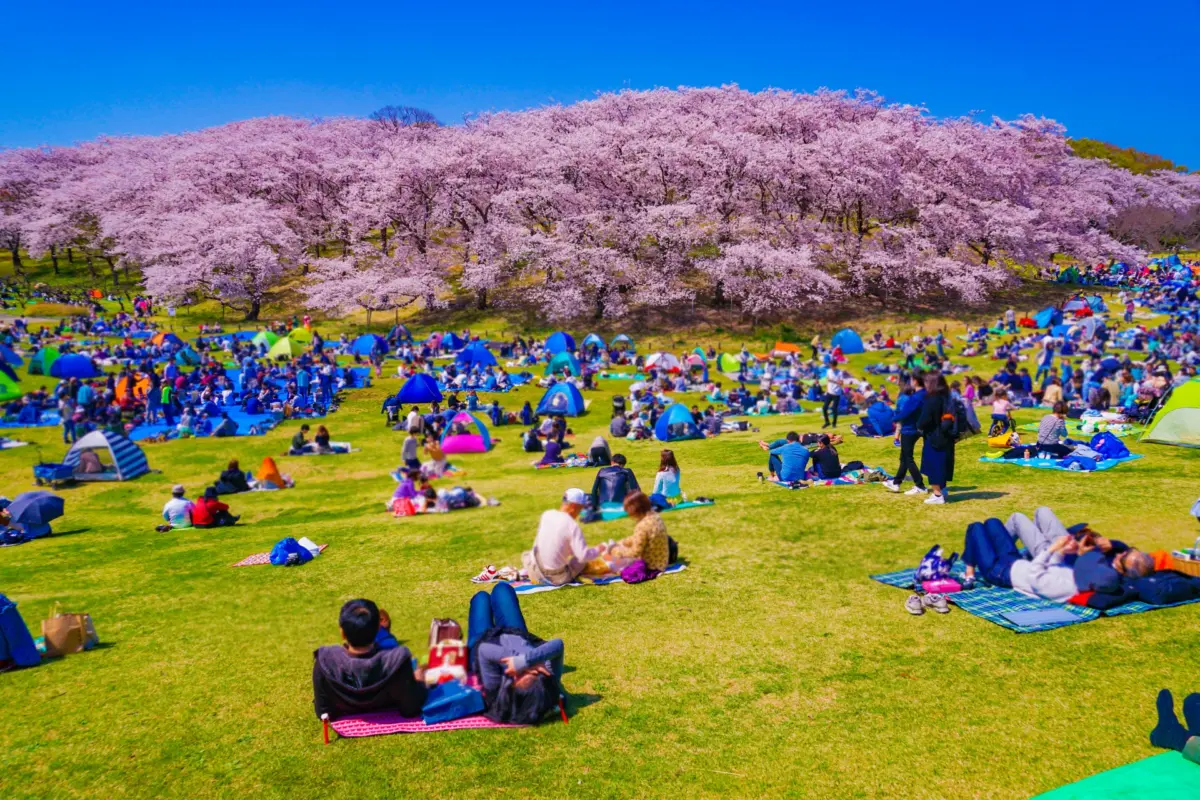 People enjoying hanami under cherry blossoms, celebrating Japanese culture and traditions