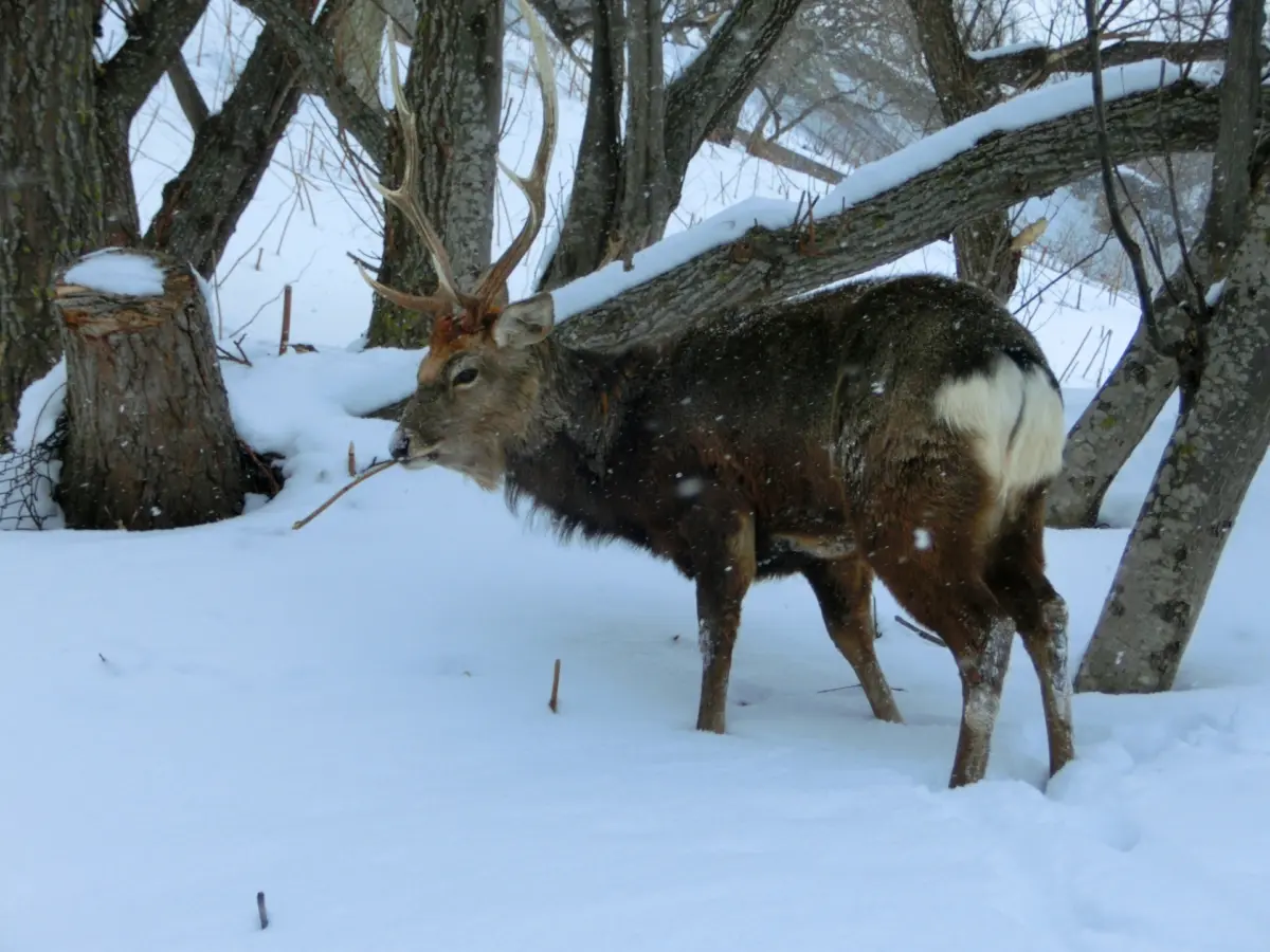 A wild deer in Shiretoko's snow-covered forests, highlighting the rich wildlife of Hokkaido.