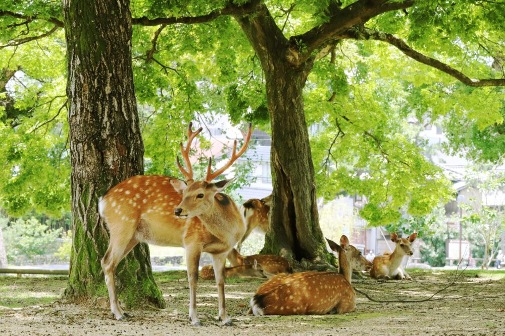 A deer in Nara Park surrounded by greenery.