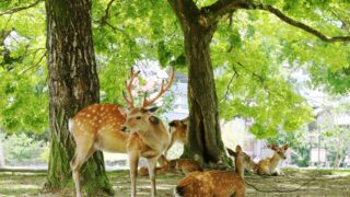 A deer in Nara Park surrounded by greenery.
