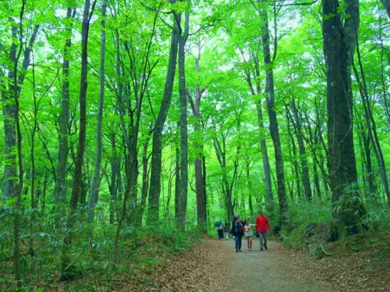 The stunning Aoike Blue Pond, a highlight of the Shirakami-Sanchi beech forest.