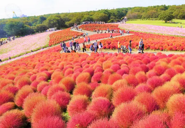 The vibrant nemophila fields of Hitachi Seaside Park, offering breathtaking views in spring.