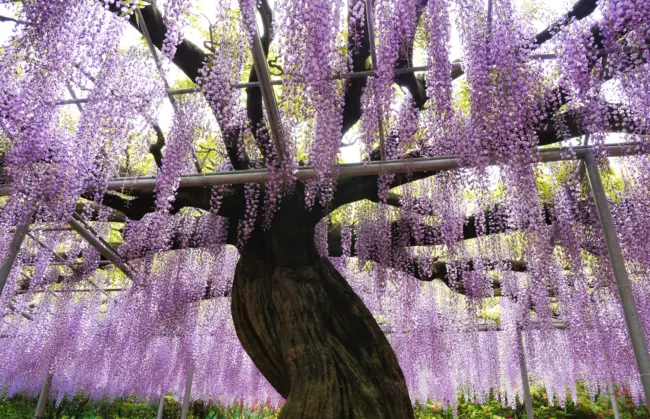 The enchanting wisteria tunnels at Ashikaga Flower Park in Tochigi.