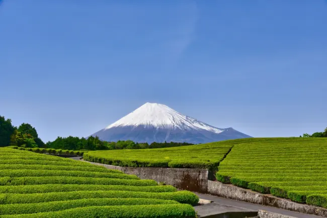 Sumpu Castle Park in Shizuoka City, a historic site with lush gardens.