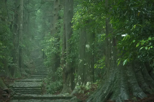 Ancient Kumano Kodo pilgrimage trail surrounded by dense forests in Wakayama, Japan.