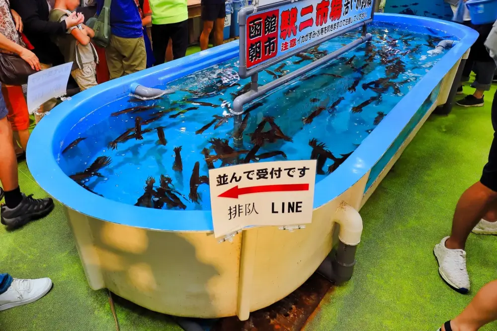 Squid Fishing at Hakodate Morning Market