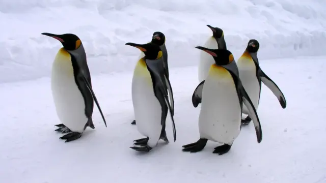 hokkaido asahiyama zoo