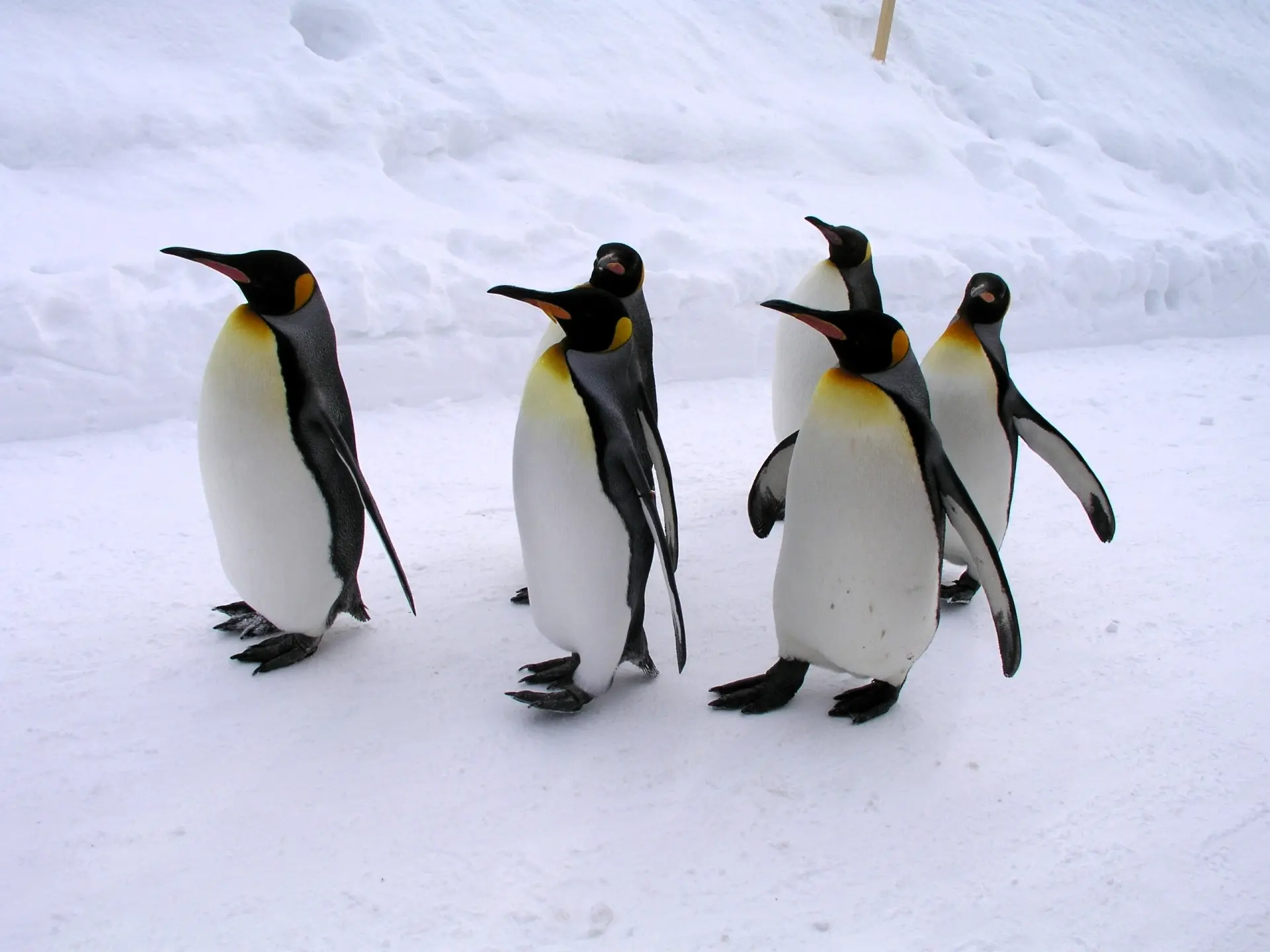 hokkaido asahiyama zoo