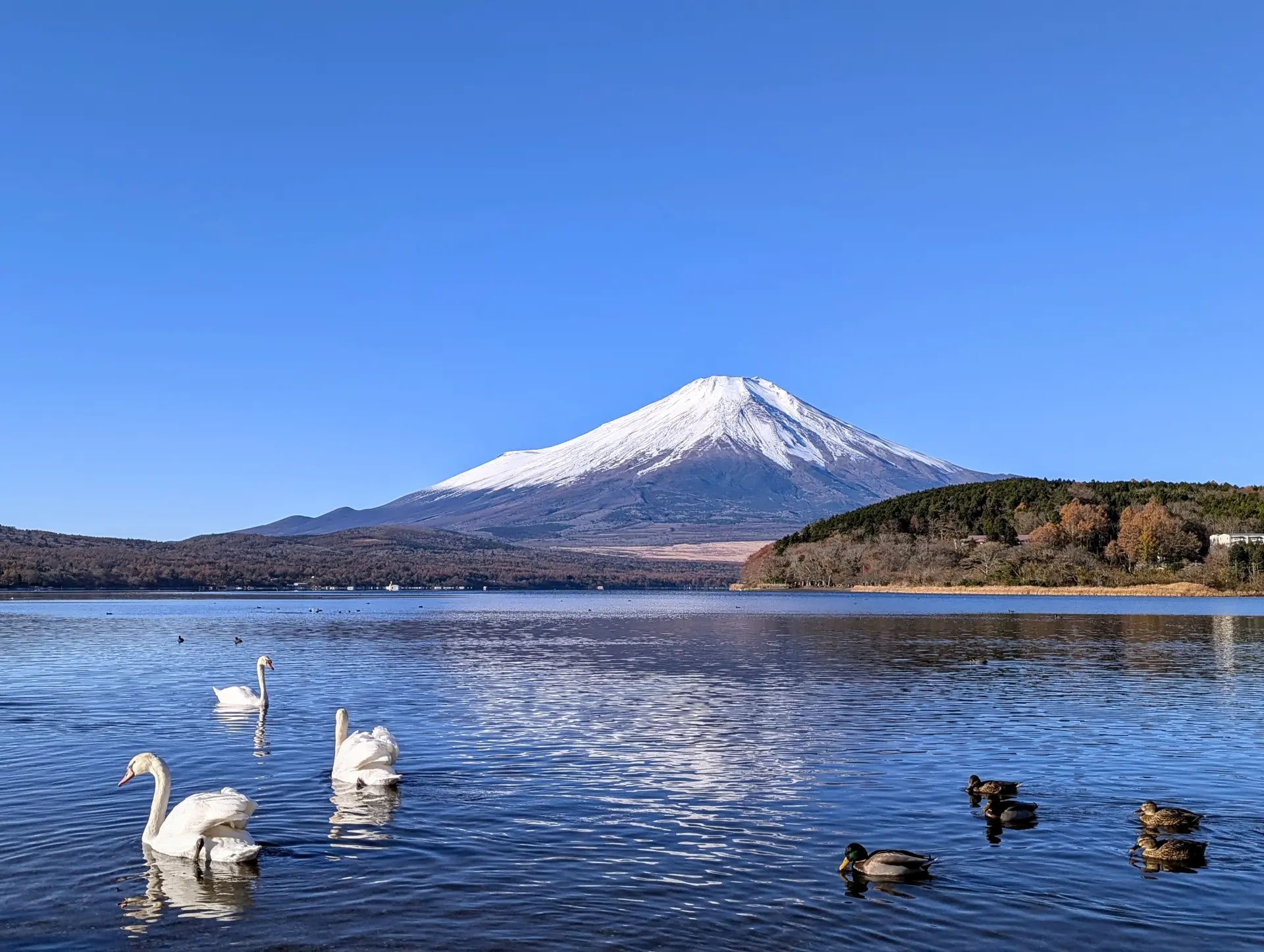 A majestic view of Mount Fuji with a serene lake in the foreground