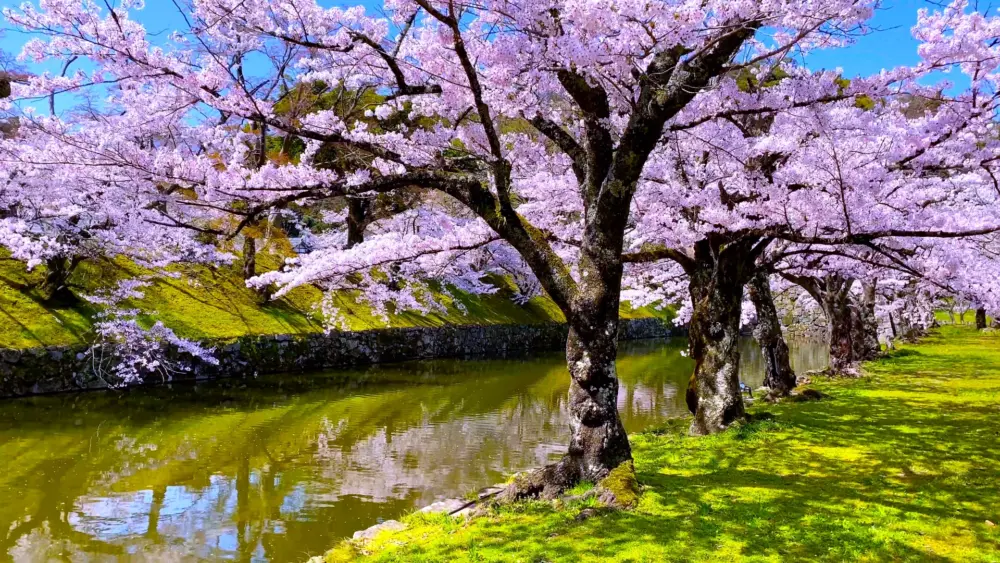 Hikone Castle framed by cherry blossoms in spring.