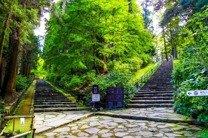 Zuihoden Mausoleum surrounded by cedar trees.