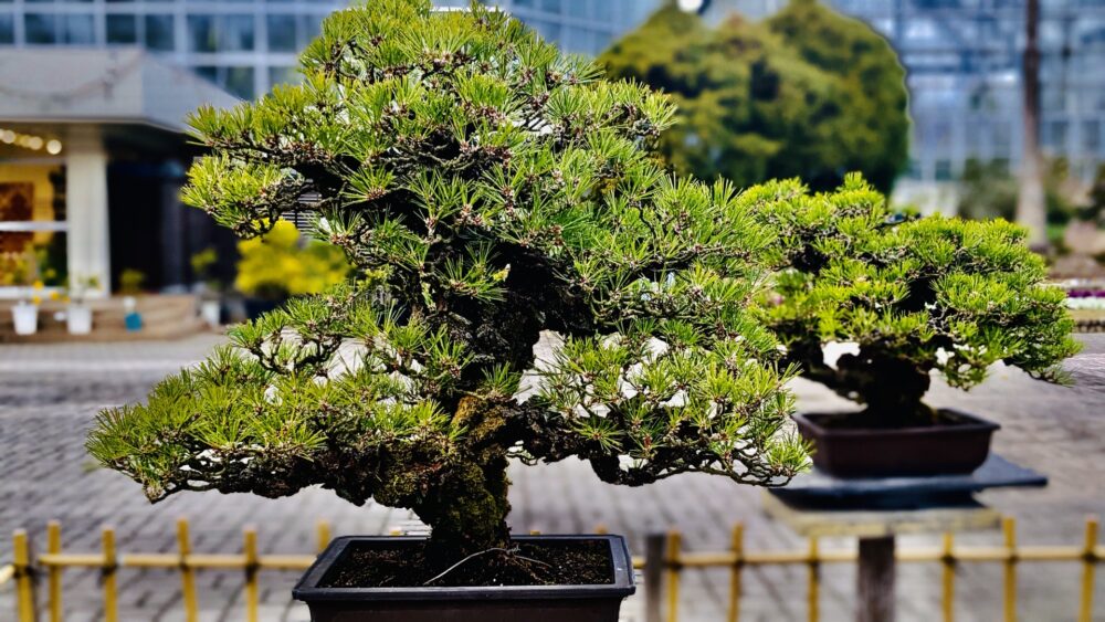 bonsai