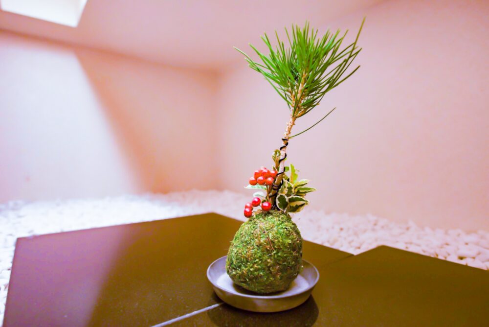 A display of different types of mini bonsai trees.