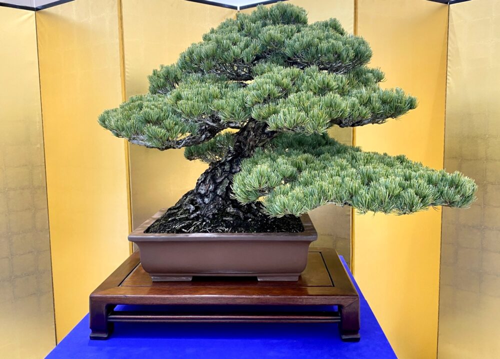 A bonsai tree displayed in a Japanese tatami room.