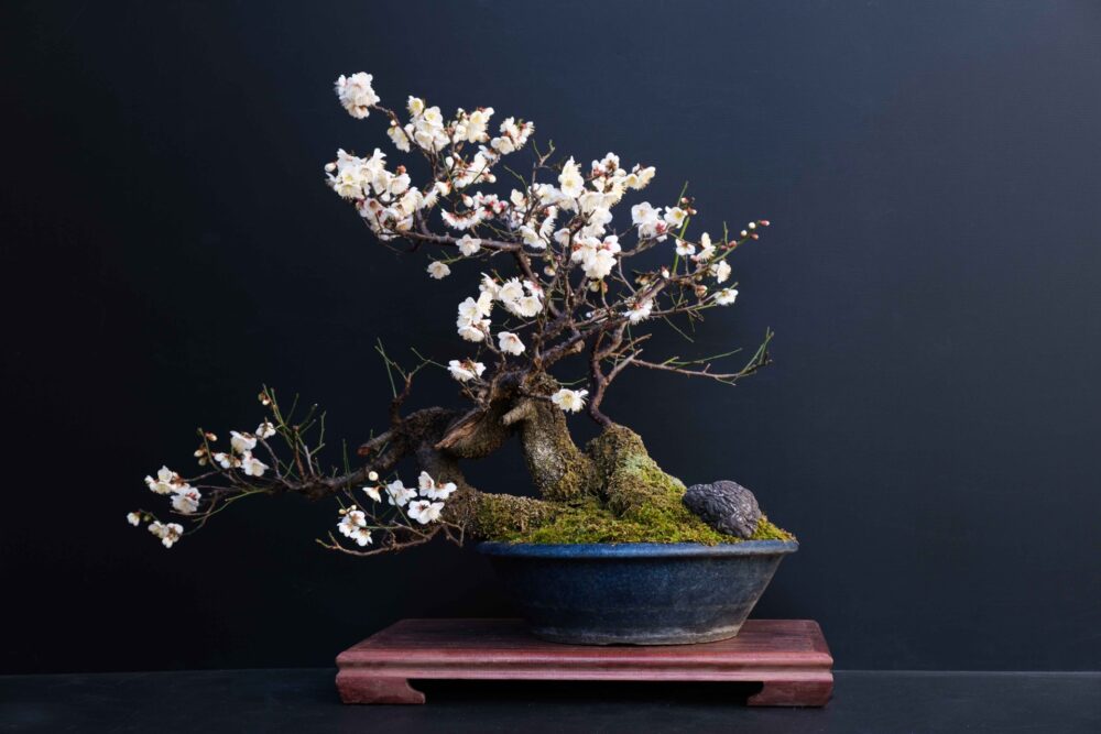 A bonsai tree displayed 