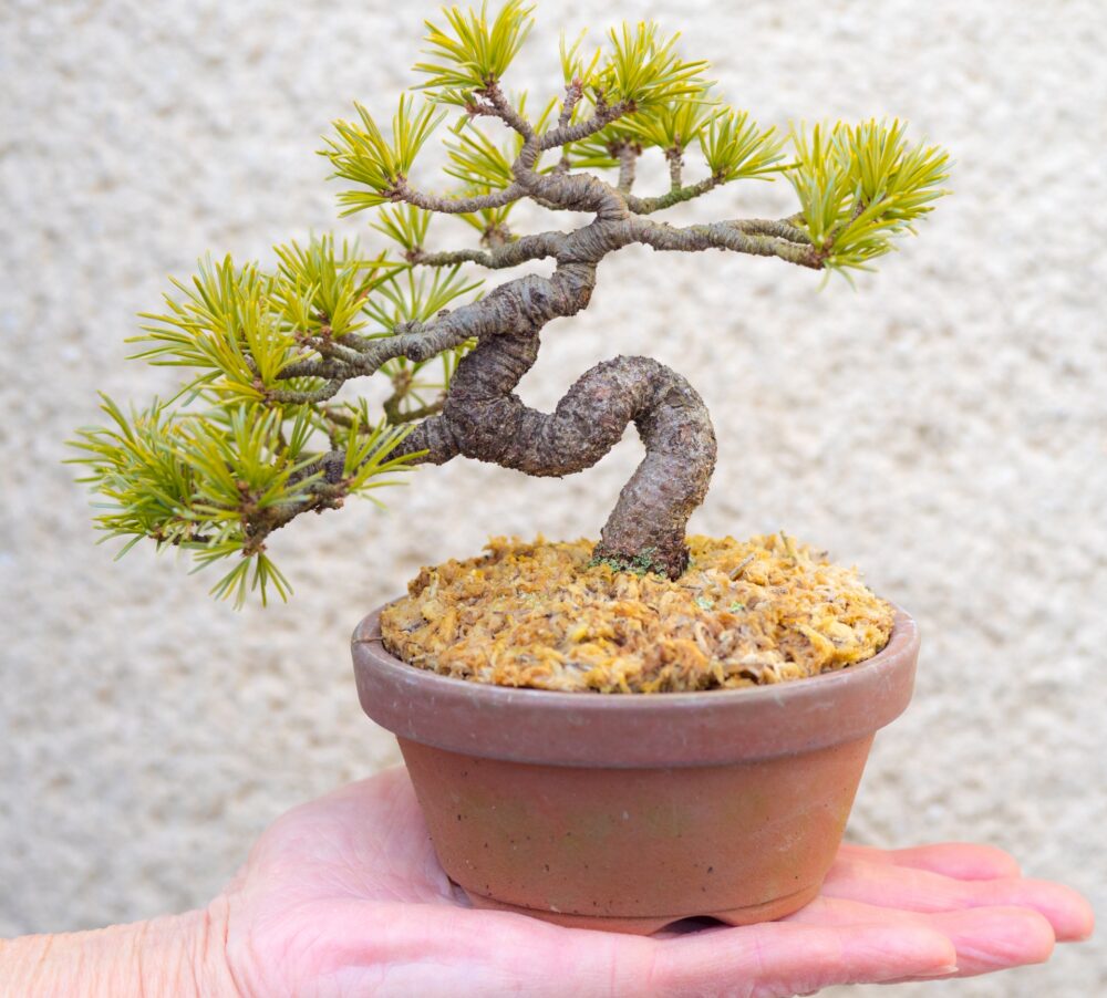 A bonsai tree 
