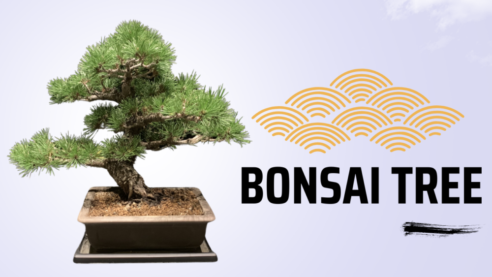 Bonsai: The Art of Miniature Trees in Japan