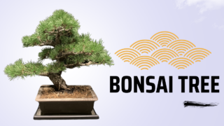 Bonsai: The Art of Miniature Trees in Japan